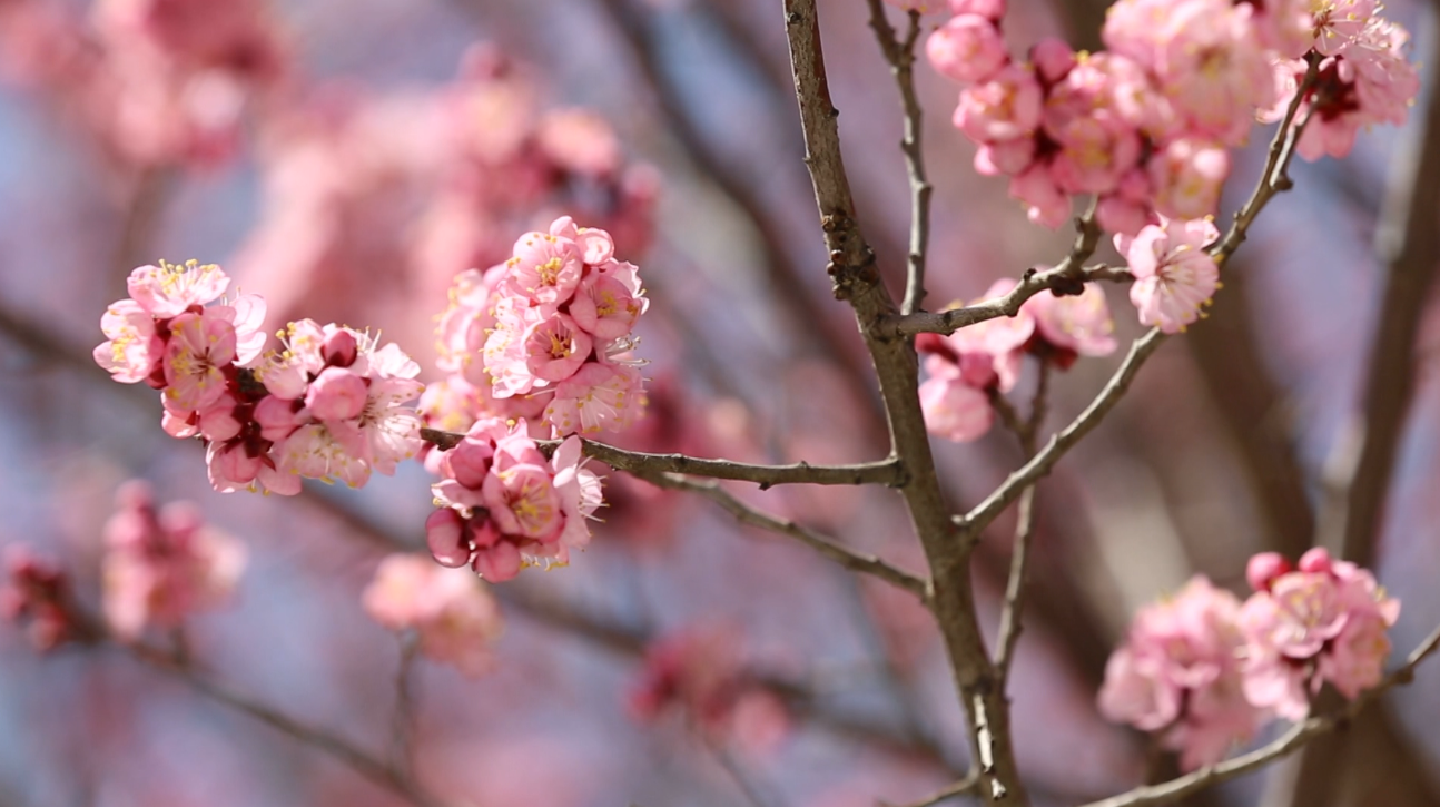 临江市江心岛春色满园梅花争芳