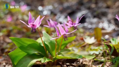 辉南县：花开引蜂舞 涓流戏山谷