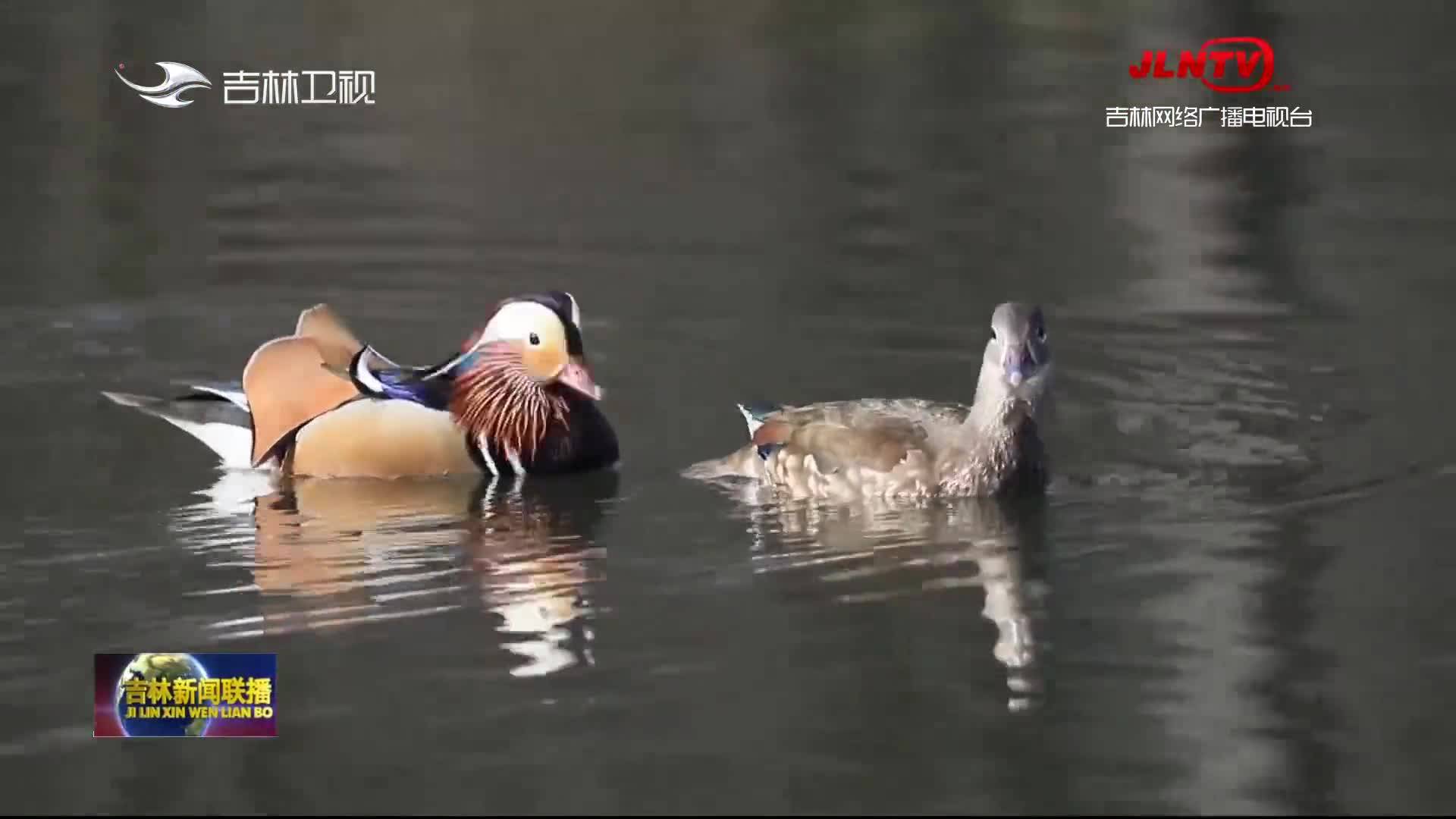 【吉林新闻联播】吉林龙湾国家级保护区迎来候鸟栖息繁殖