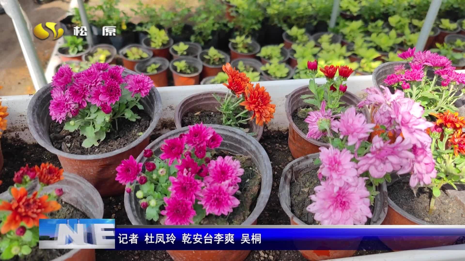 乡村振兴进行时  棚花卉开出产业振兴新“花”样