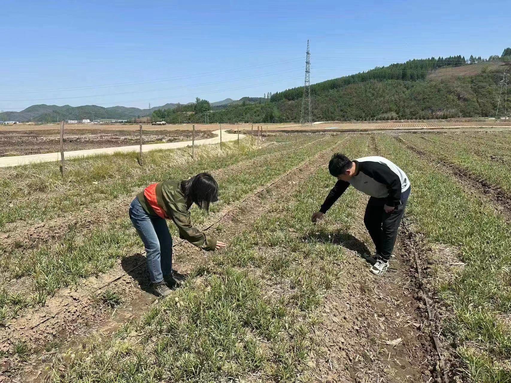 集安市财源镇：贝母种植拓宽致富路