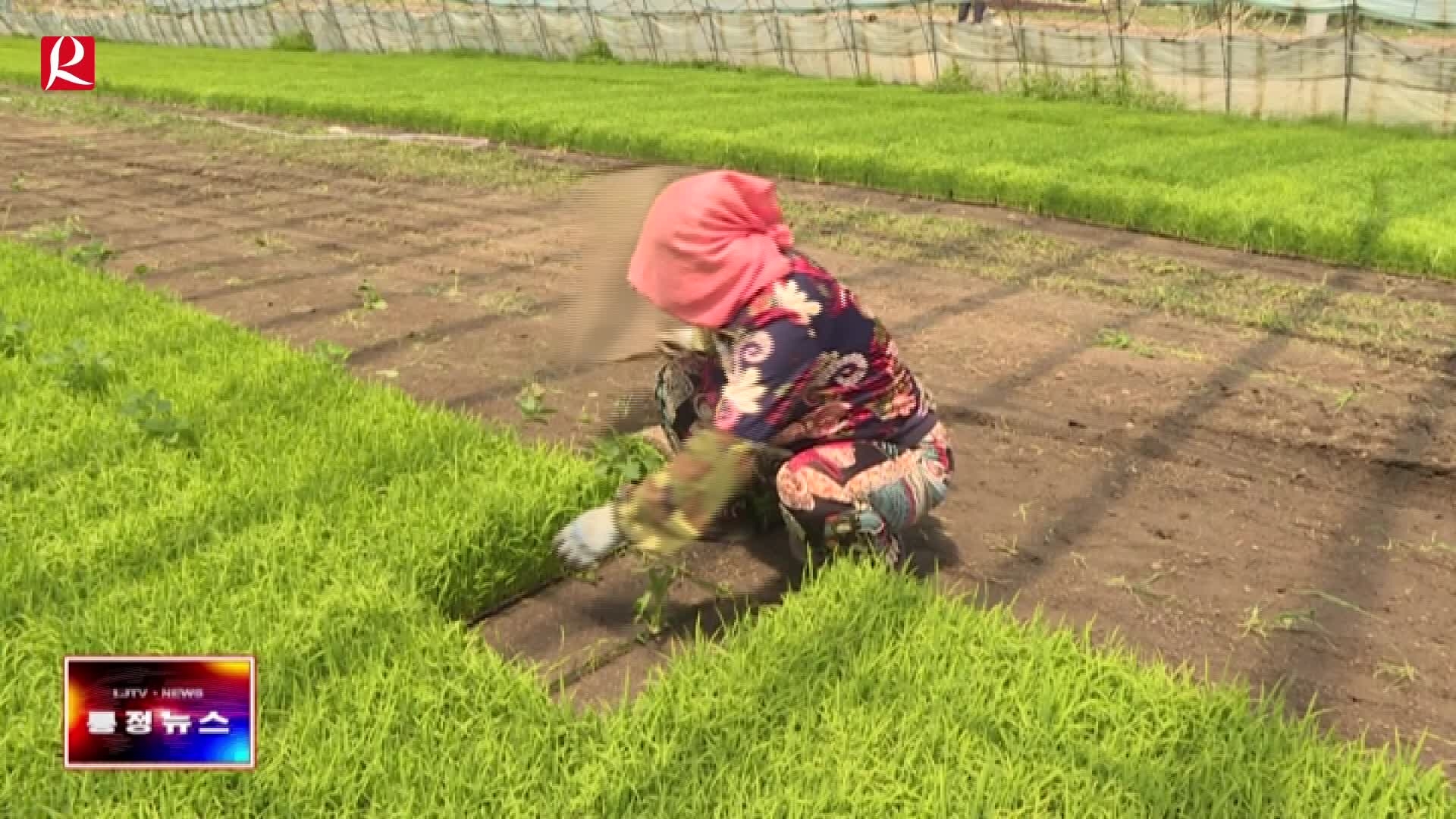 【룡정뉴스】우리시 각 향진서 농망기 벼모내기에 한창