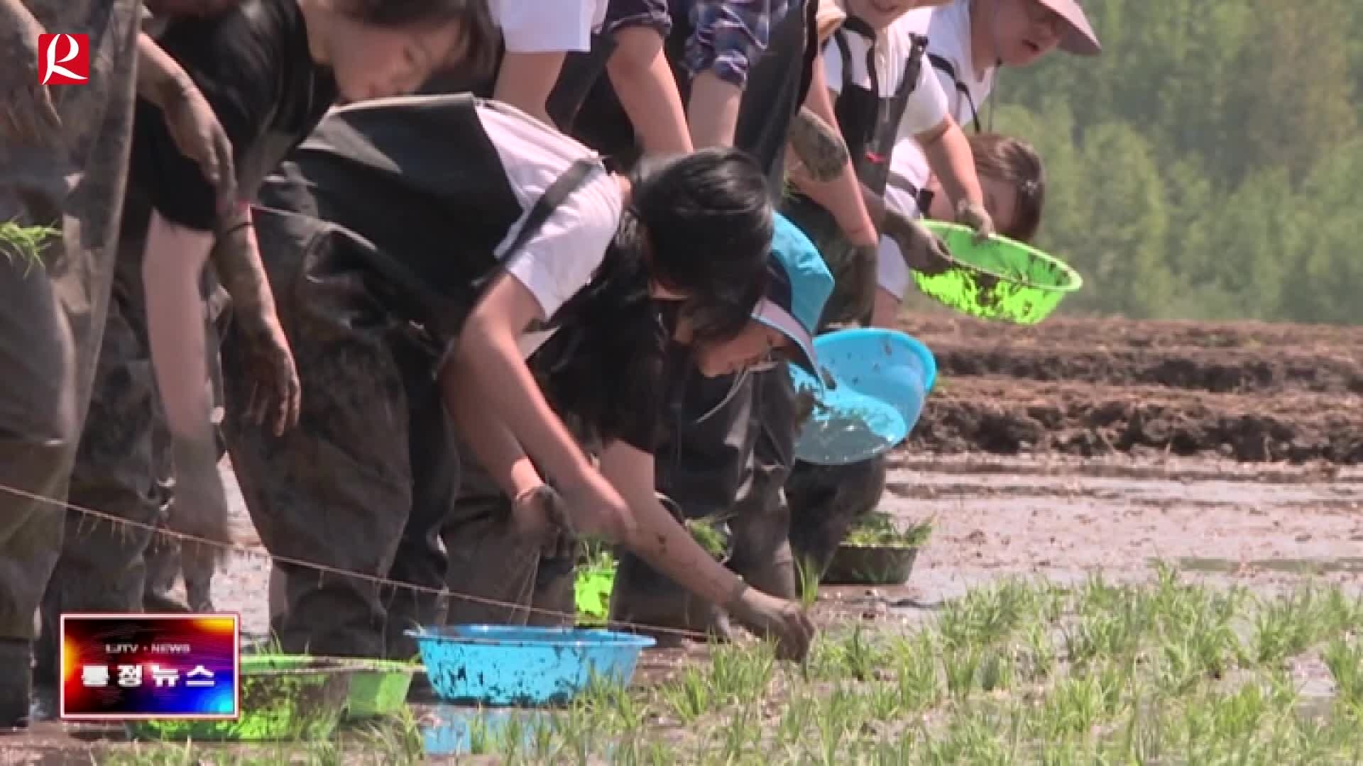 【룡정뉴스】개산툰진서 2023 연변청년 어곡전 벼모내기 체험활동 가져