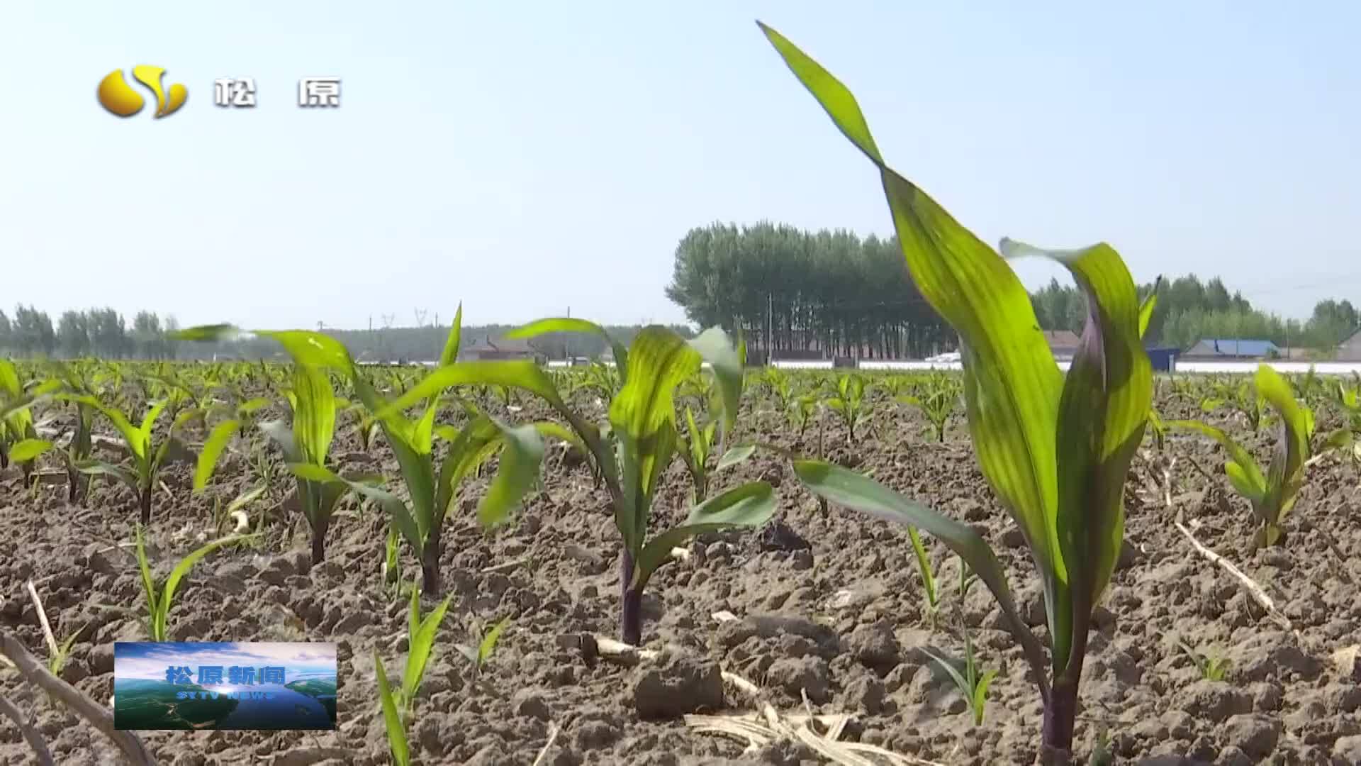 乡村振兴进行时  长岭：推广水肥一体化种植技术 走好玉米增产第一步