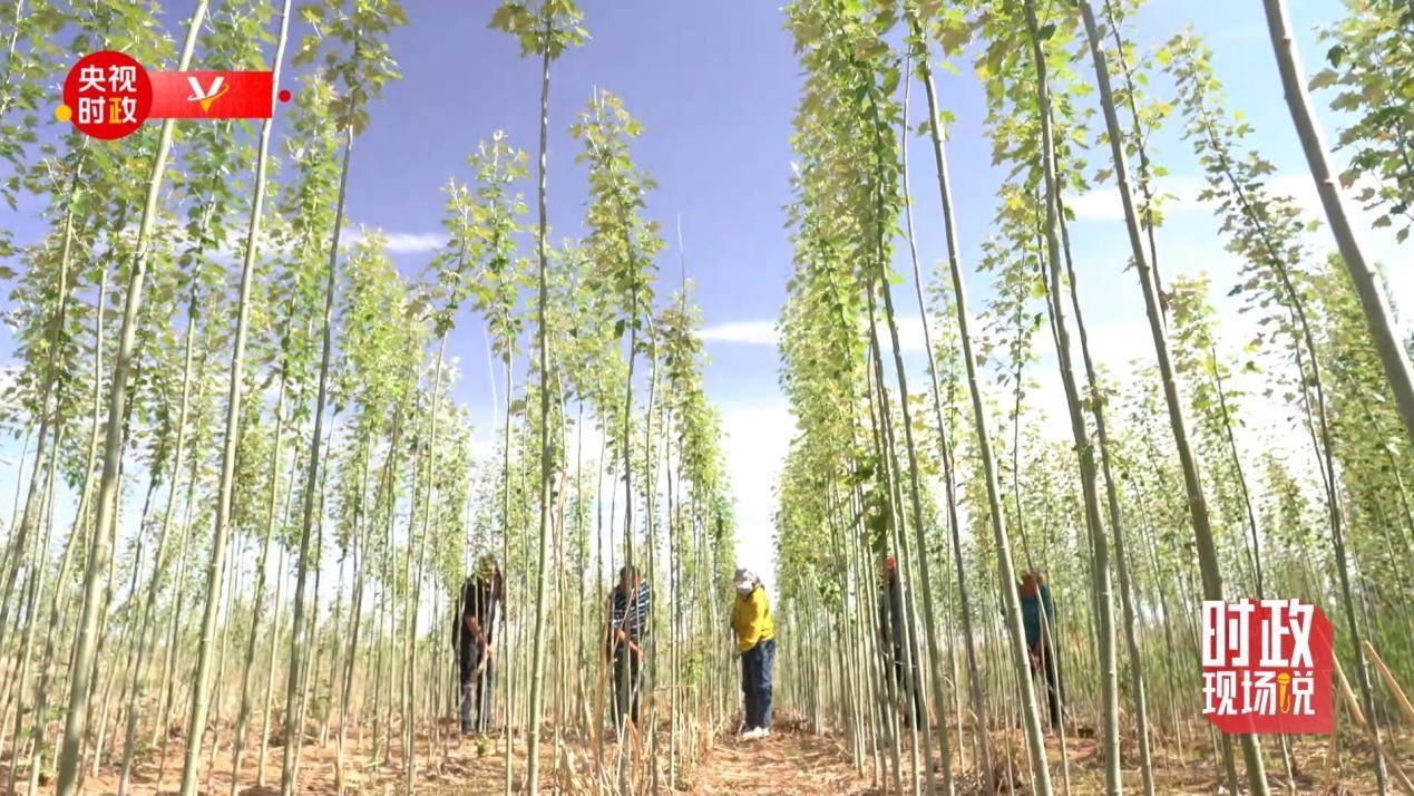 时政现场说丨四十五年治沙 见证荒漠变绿洲