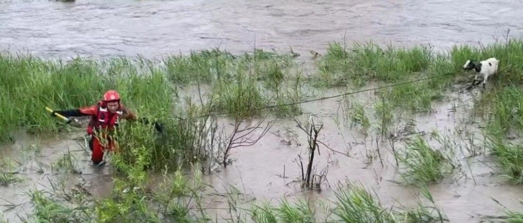 下大雨羊群被困 他们出手了……