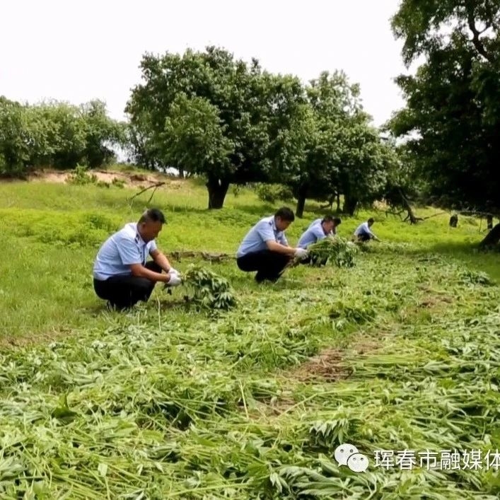 珲春森林公安分局铲除野生大麻八万六千多株