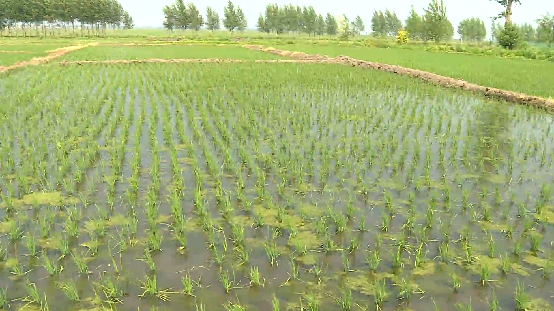 榆树市泗河镇：水稻进入田间管理期