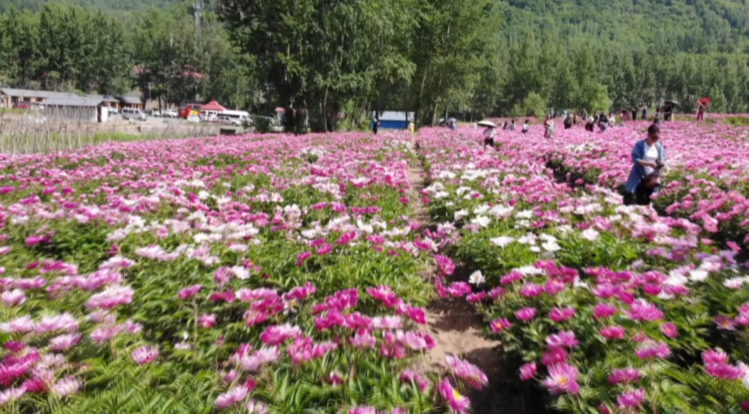 临江 | 芍药盛花期 赏花正当时