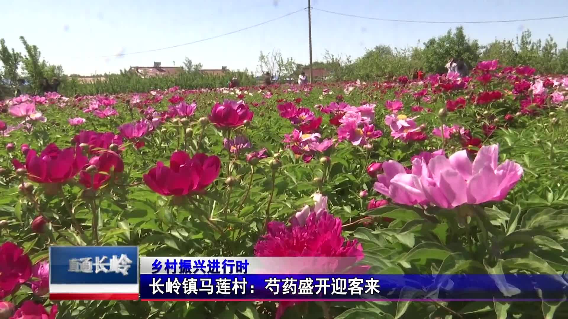 直通县市区2023年7月5日长岭     乡村振兴进行时  长岭镇马莲村：芍药盛开迎客来VA0