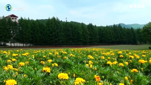 辉南县：盛夏花海