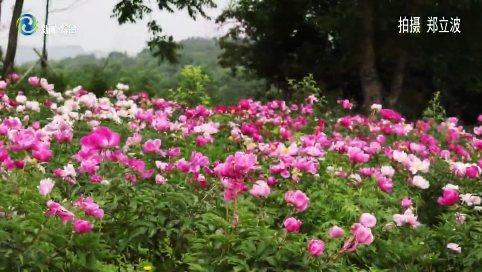 辉南县：芍药花开惹人醉 漫天花海竞芬芳