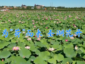 为“荷”而来 圣湖花开