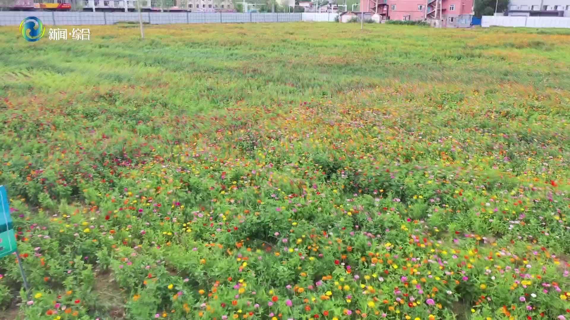 辉南县：城市花海