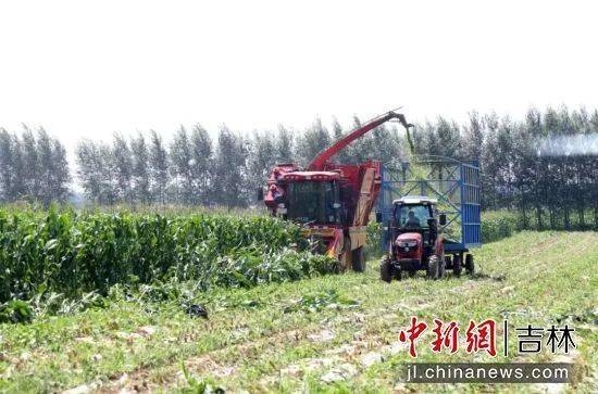 【关注】中国新闻网报道丨公主岭市10万亩鲜食玉米喜获丰收