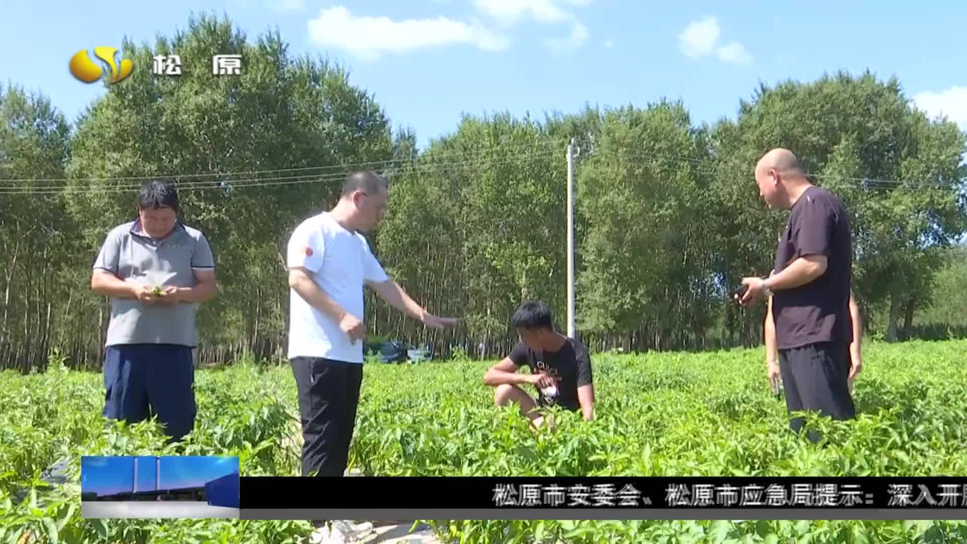 长岭县农广校农技人员深入一线指导灾后生产自救