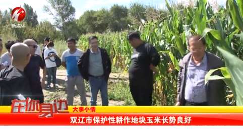 双辽市保护性耕作地块玉米长势良好