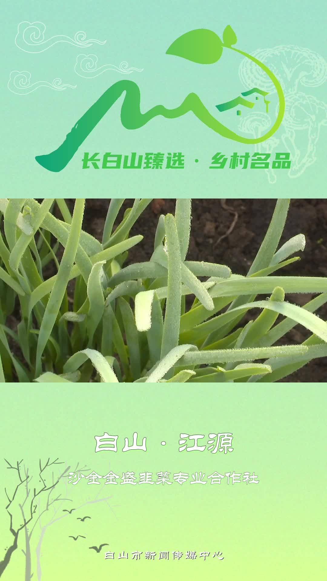 长白山臻选·乡村名品-江源区沙金金盛韭菜专业合作社