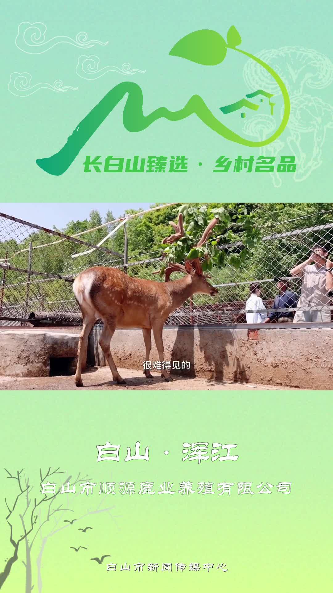 长白山臻选·乡村名品-白山市顺源鹿业养殖有限公司
