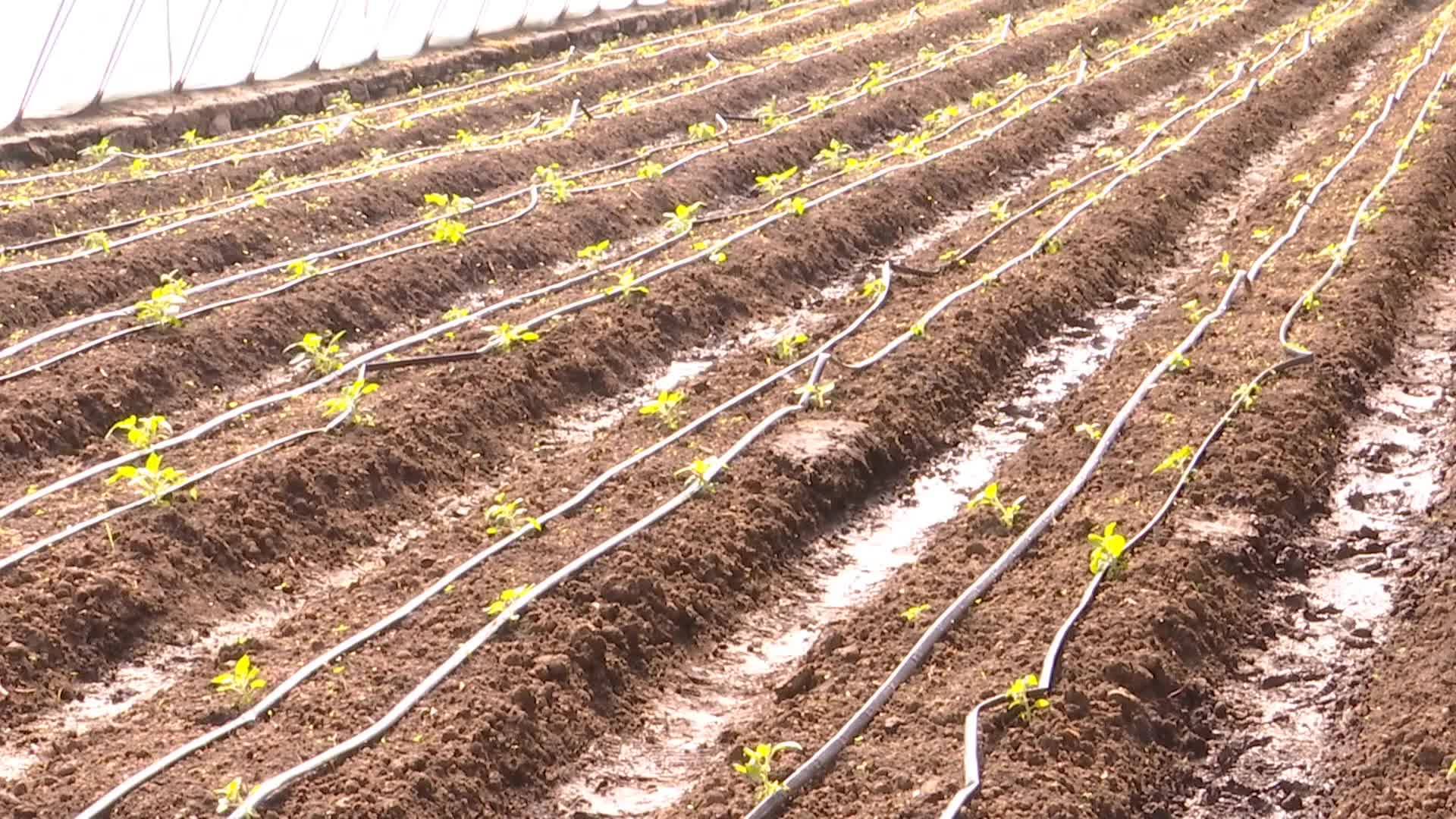 江源：泓泰山野菜横版