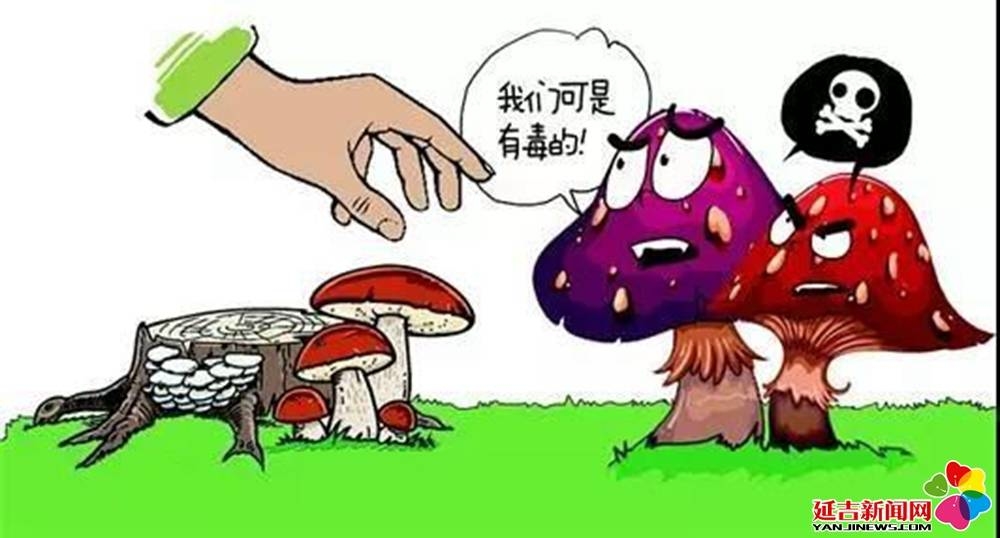 风险提示：慎采慎食 防止野生蘑菇中毒