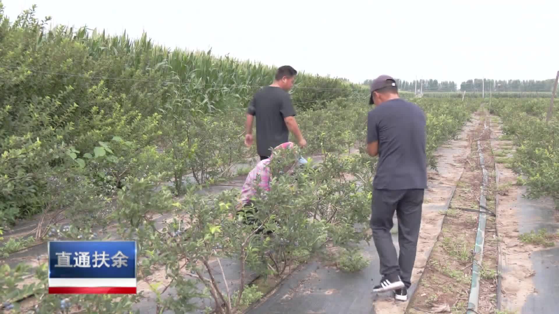 直通县市区2023年9月11日扶余    乡村振兴进行时  蓝莓果香满枝头 绘就致富新“蓝”图VA0
