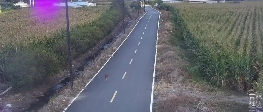 珲春再现野生狍子在公路上悠闲“遛弯”