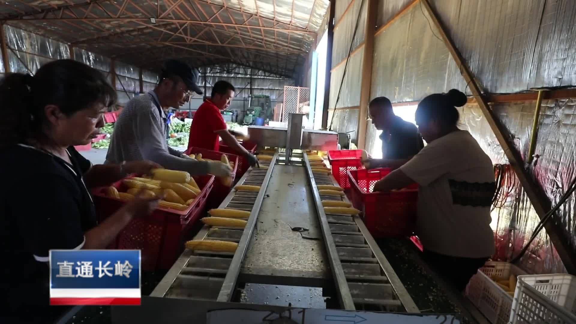 直通县市区2023年9月13日长岭    乡村振兴进行时  新安镇保富合作社：领“鲜”一步 打造鲜食玉米全产业链VA0