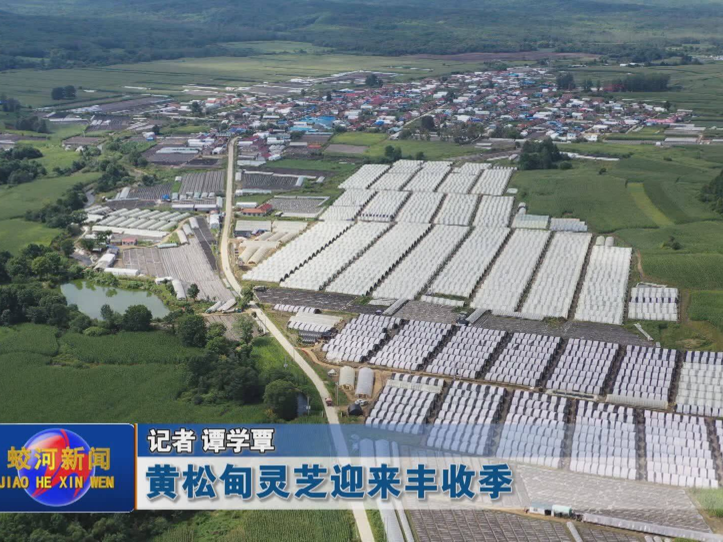 【走基层】蛟河市黄松甸灵芝迎来丰收季