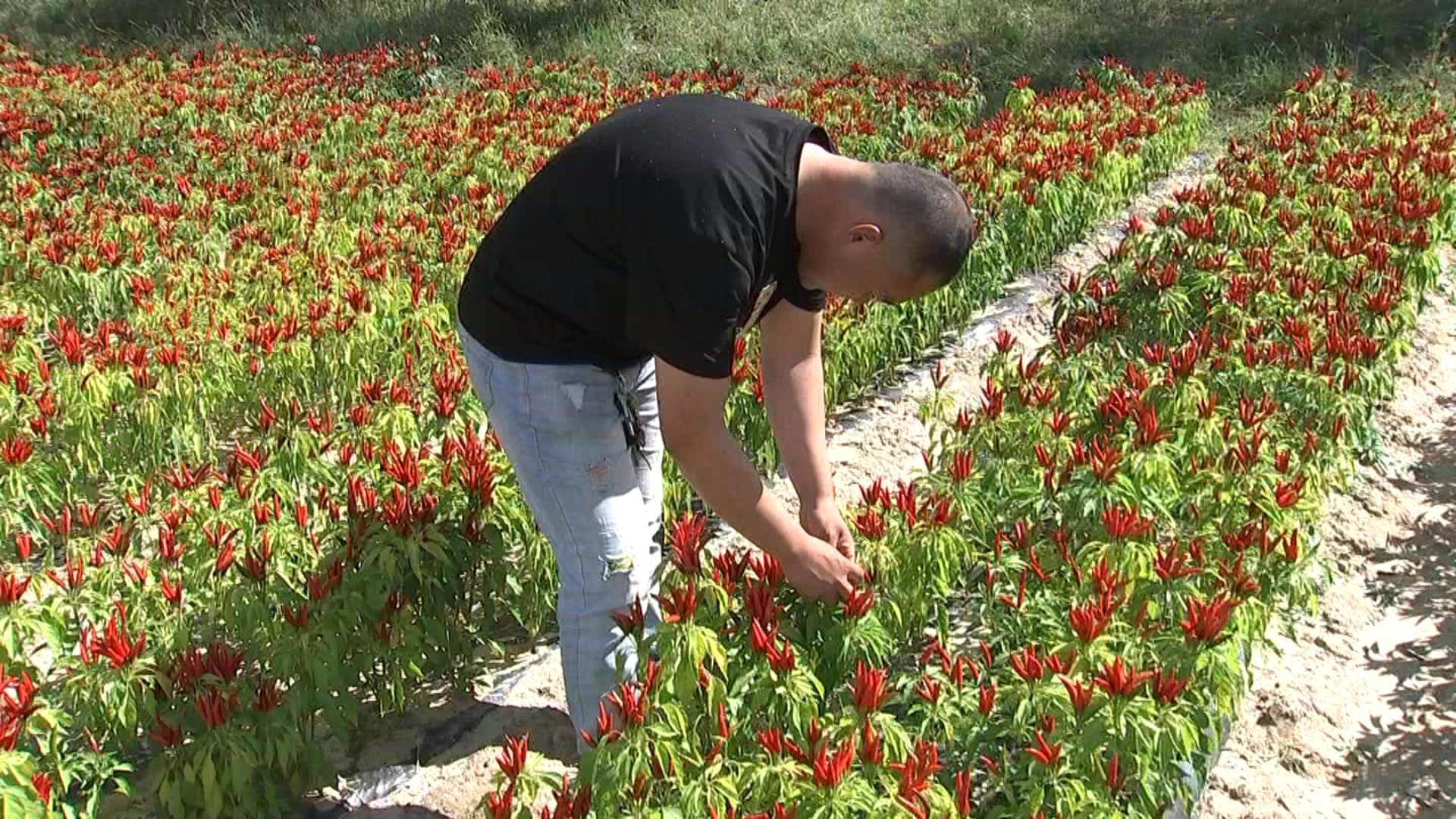 服先镇：做强特色产业  促农增收致富