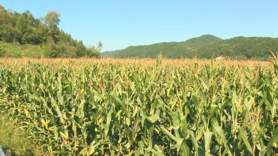 春华秋实！延边大地“丰”景独好