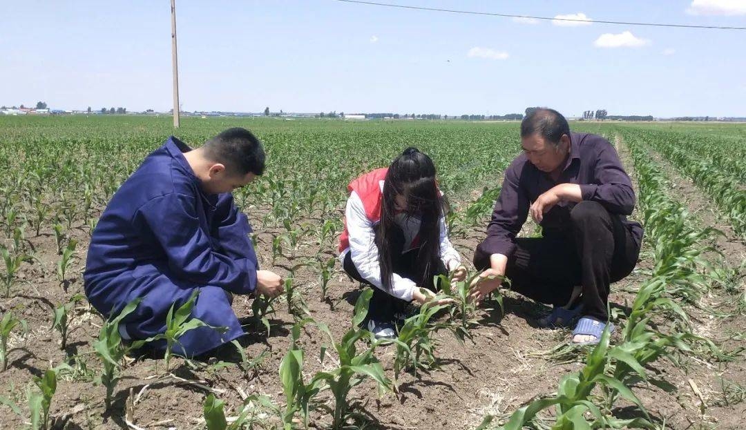 公主岭市精准气象服务筑牢粮食安全根基