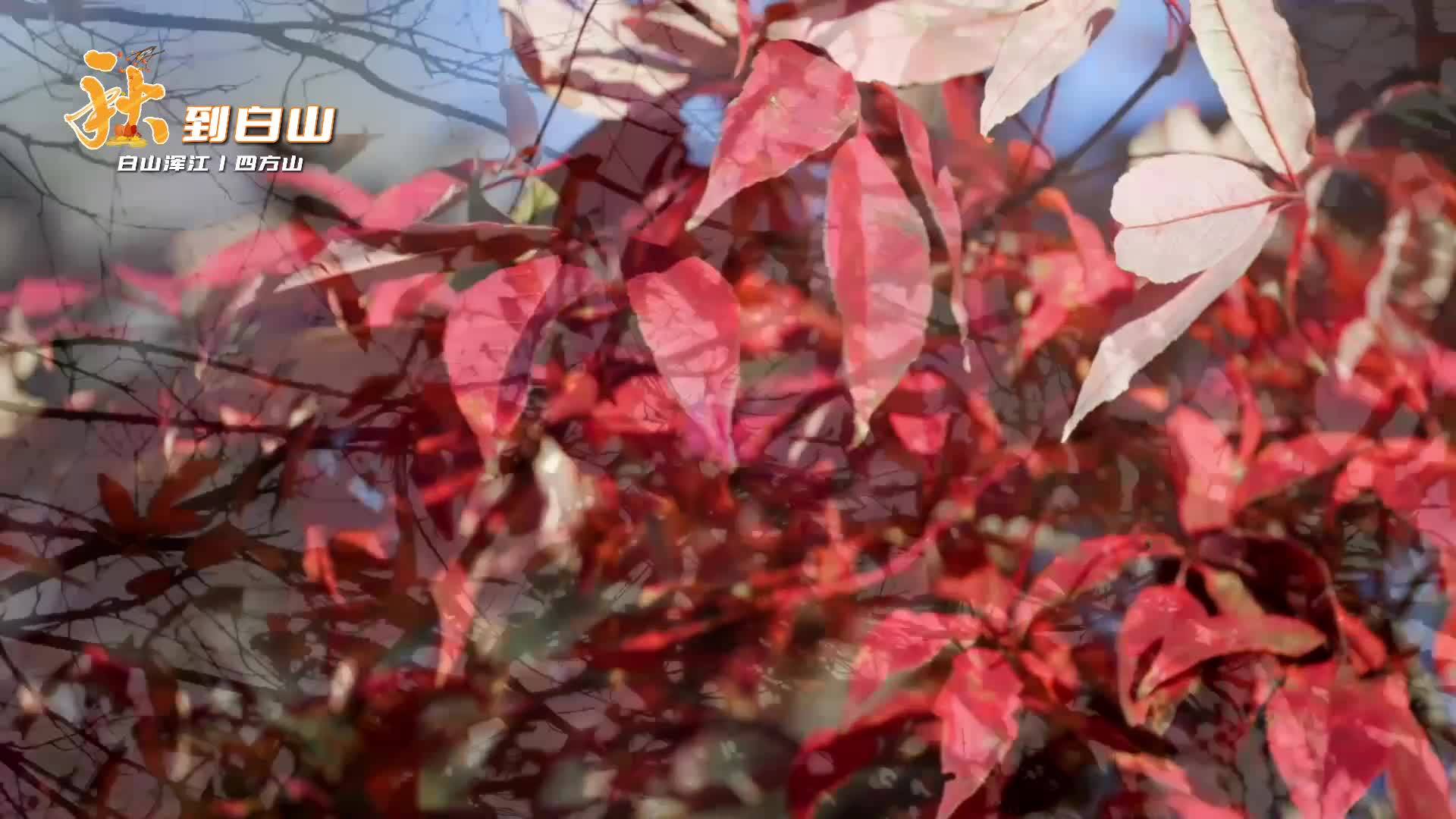 秋到白山丨四方山