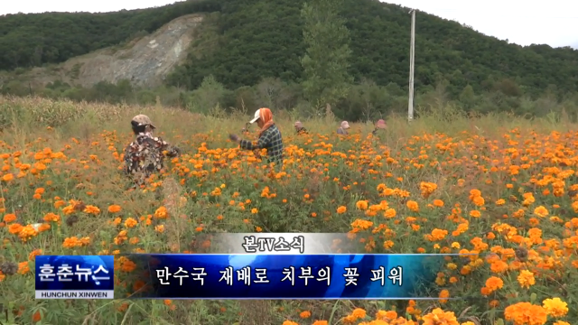 만수국 재배로 치부의 꽃 피워