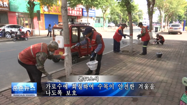 가로수에 회칠하여 수목이 안전한 겨울을 나도록 보호