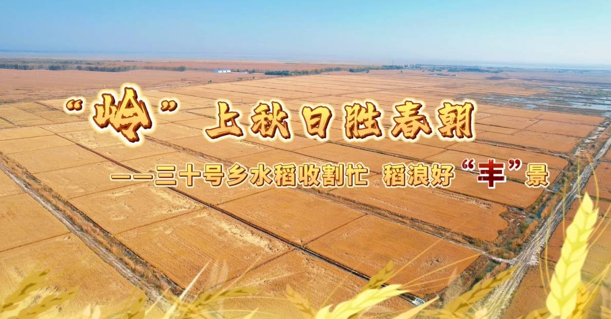 “岭”上秋日胜春朝——三十号乡水稻收割忙稻浪好“丰”景