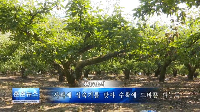 사과배 성숙기를 맞아 수확에 드바쁜 과농들