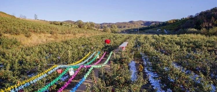 香甜脆爽~珲春市板石镇有片“花果山”！