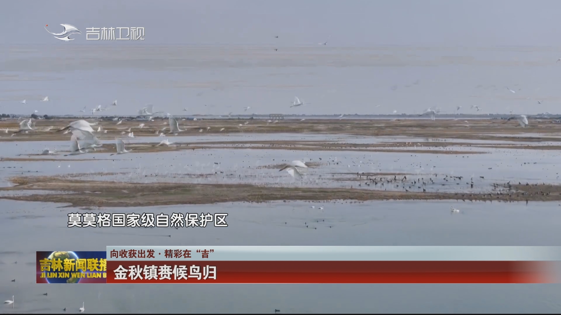 【向收获出发·精彩在“吉”】金秋镇赉候鸟归