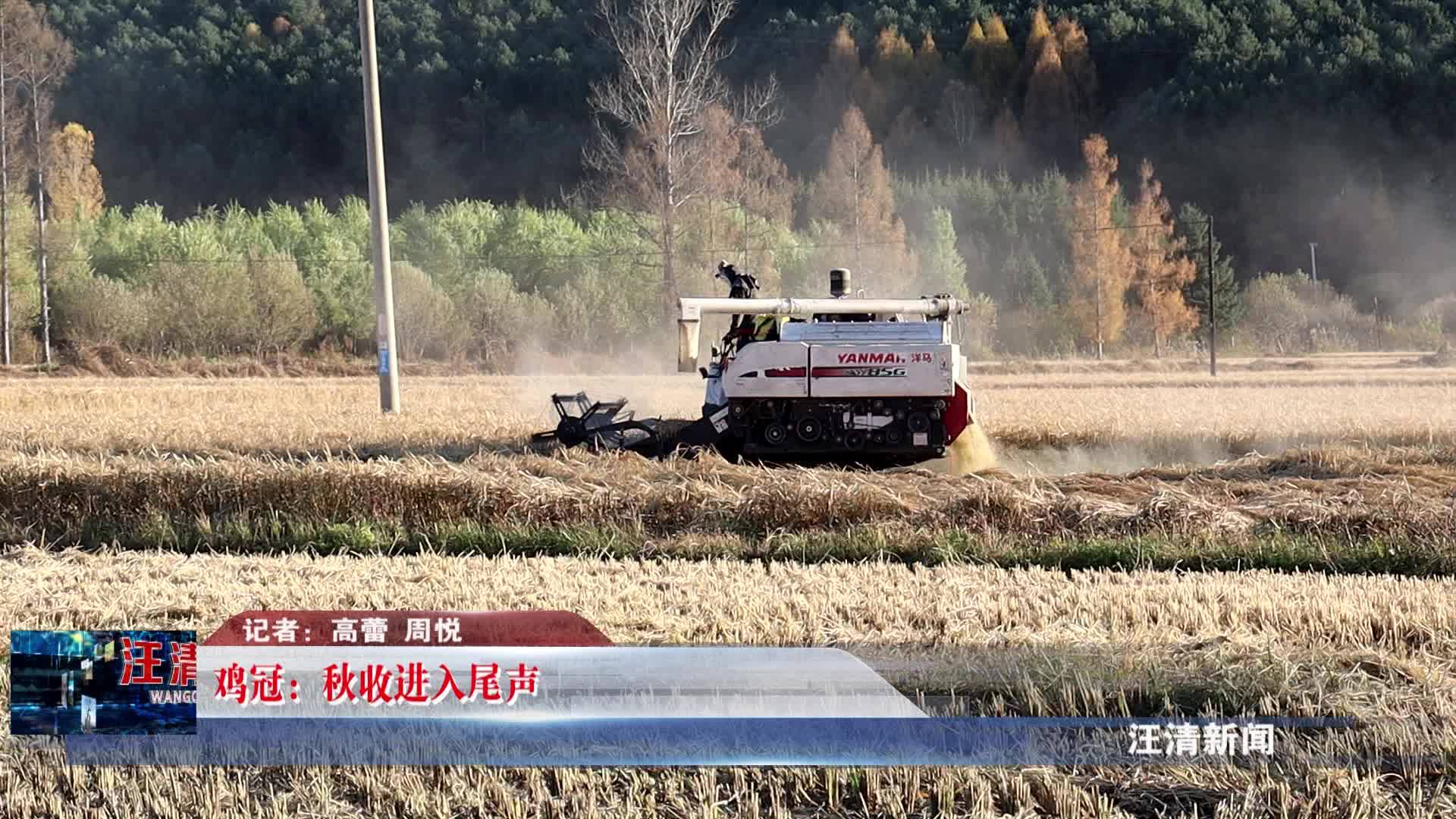 10月24日-鸡冠：秋收进入尾声