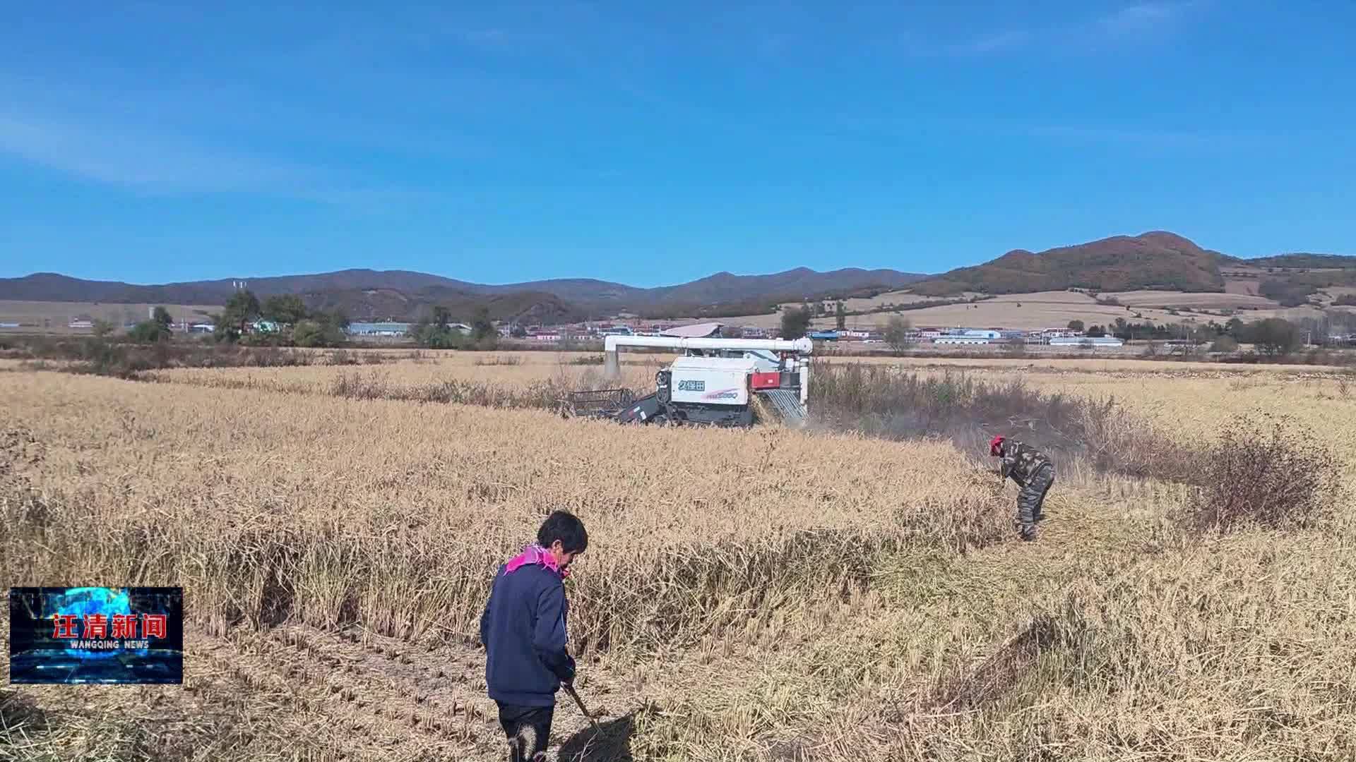 10月26日 大兴沟：秋收绘就好“丰”景