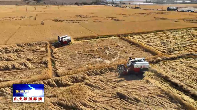 我县粮食大丰收