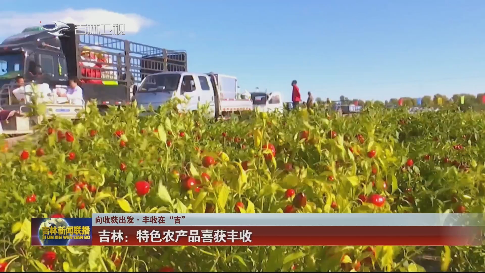 【向收获出发·丰收在“吉”】吉林：特色农产品喜获丰收