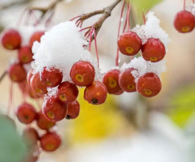 海报丨雪落吉地 安暖顺意