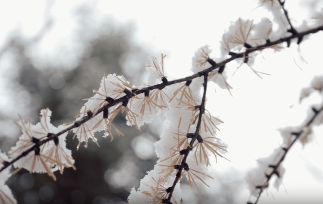 短视频｜踏雪游园