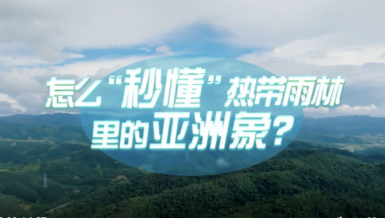 中国式现代化·青年的回答丨怎么“秒懂”热带雨林里的亚洲象？