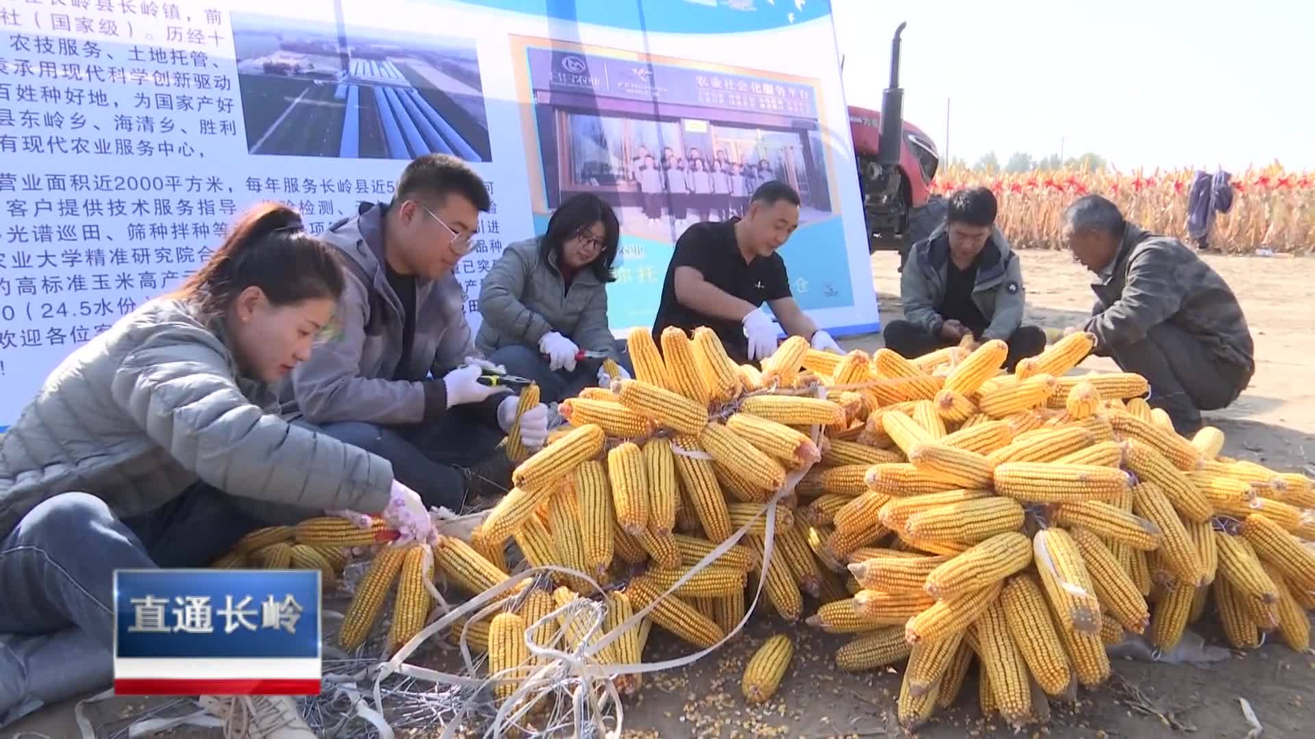 直通县市区2023年11月8日长岭     乡村振兴进行时  长岭县东岭乡：土地托管有保障 金秋沃野收割忙VA0