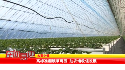 高标准棚膜草莓园 助农增收促发展