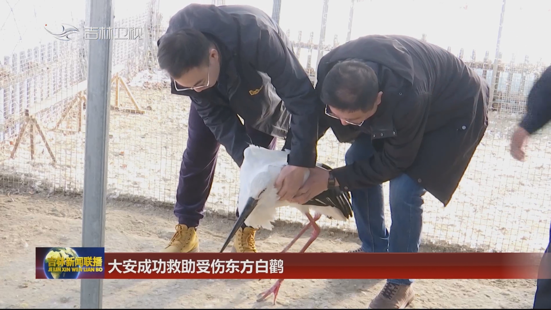 大安成功救助受伤东方白鹳