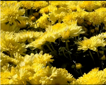 英雄回家｜繁花依旧